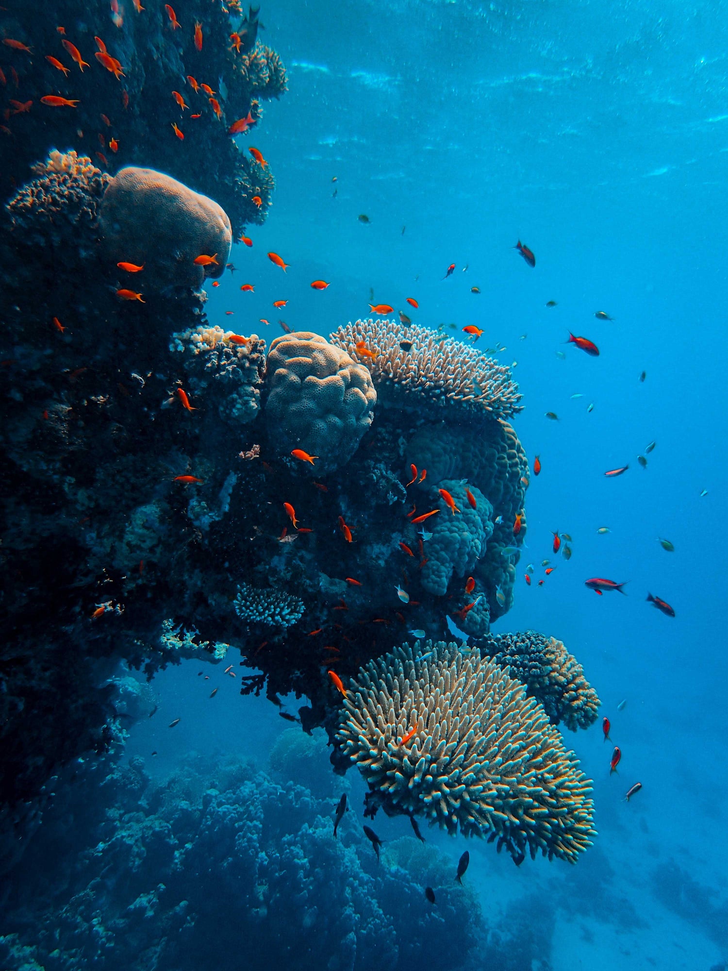 photo récif vivant petits poissons océan mer