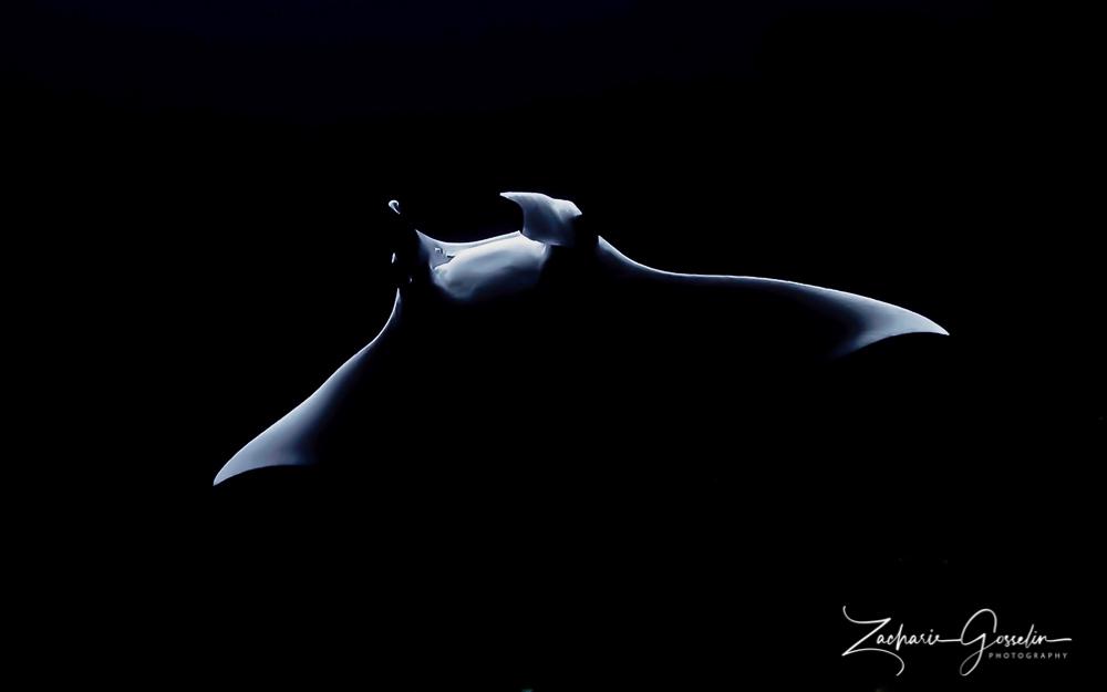 T-shirt manta