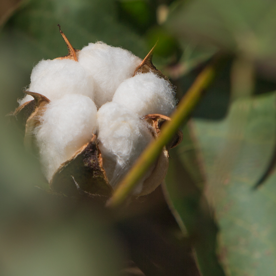 fleur de coton bio
