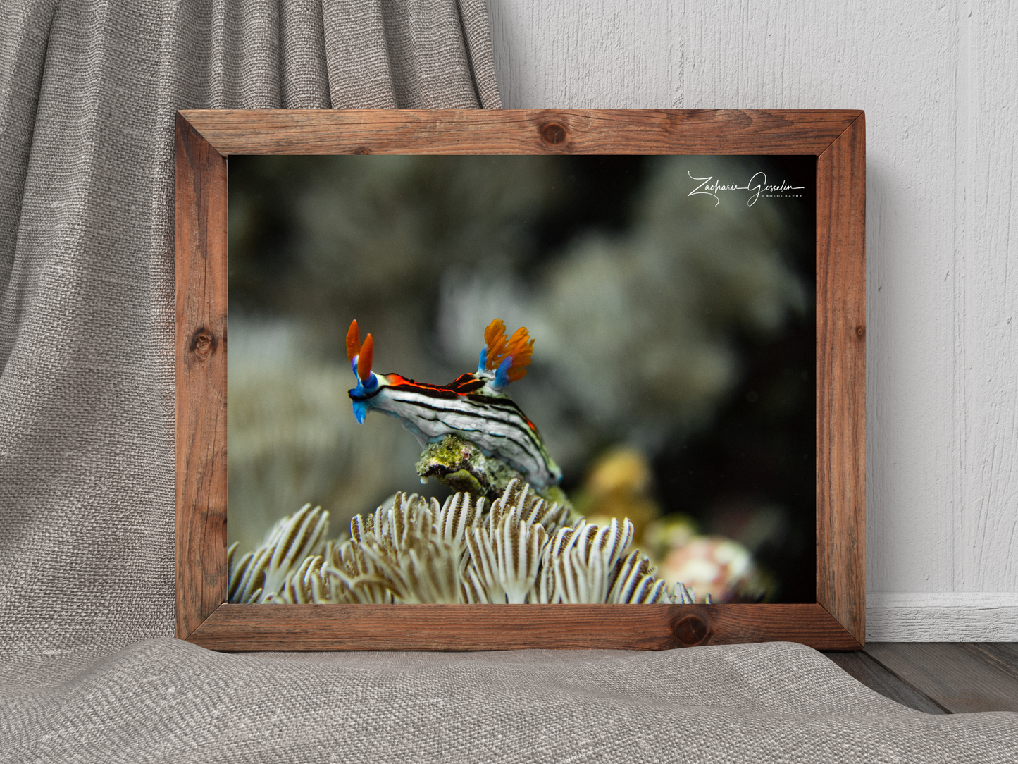 Photo de nudibranche (Nembrotha chamberlaini) dans un cadre en bois.