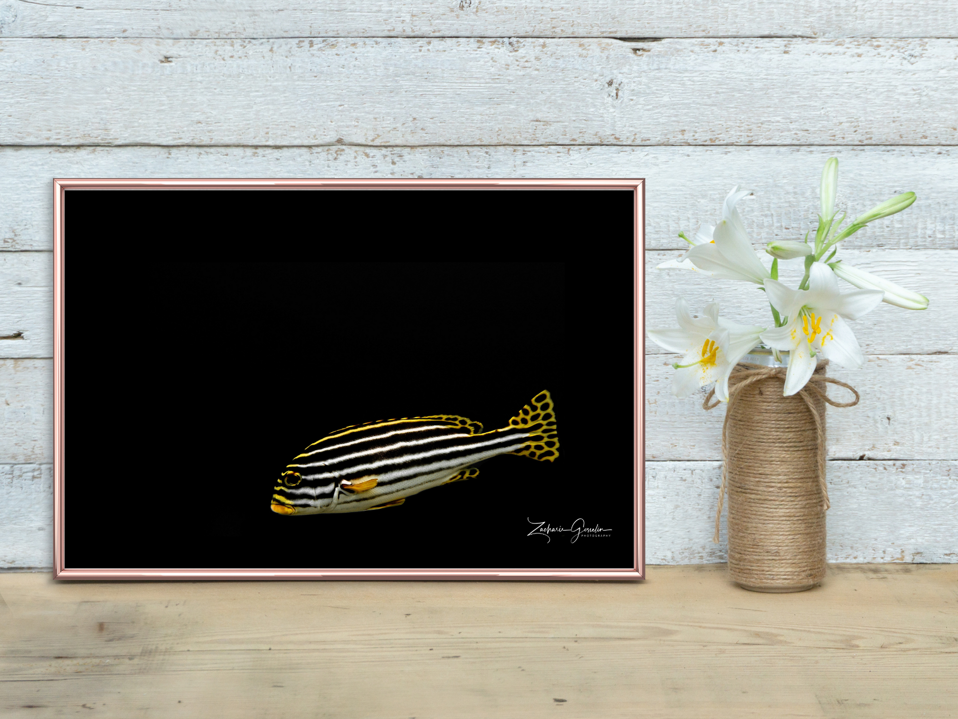 Photo sous-marine d'Oriental Sweatlips encadrée