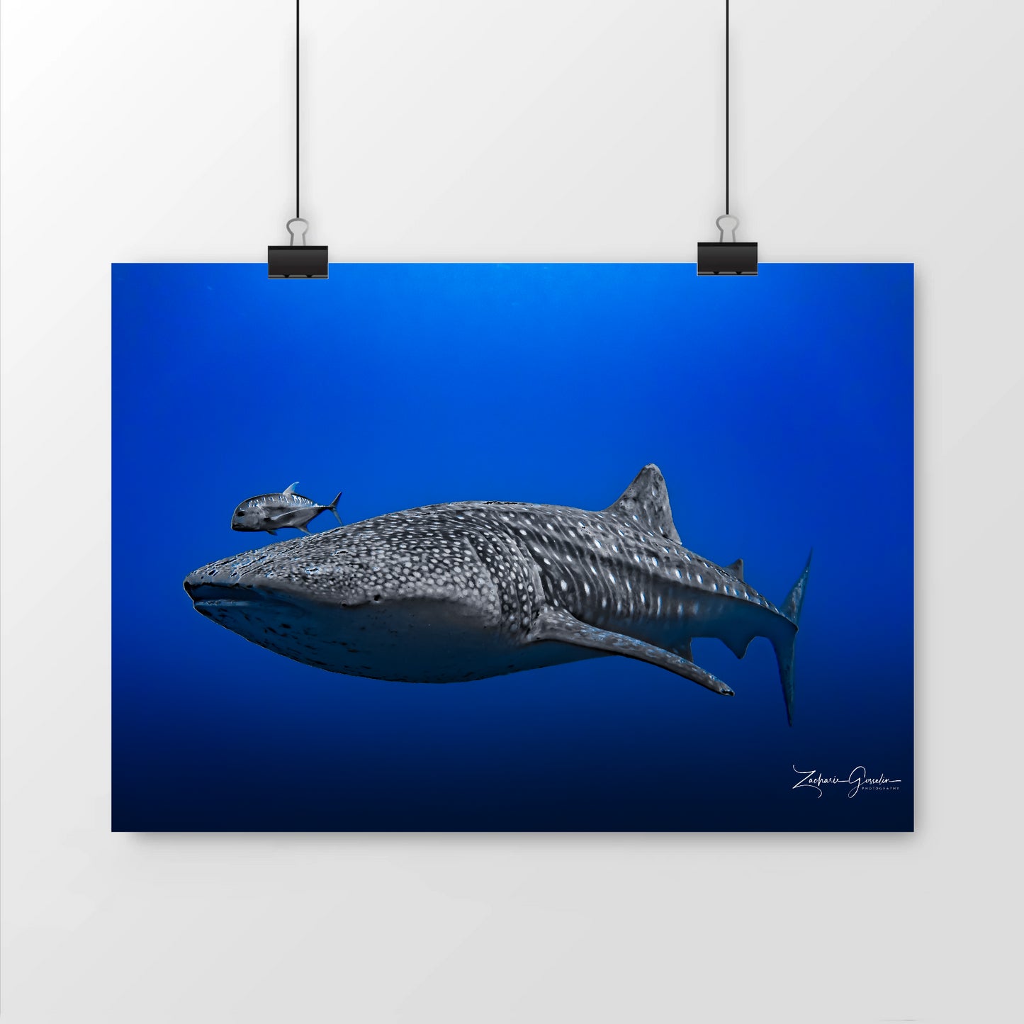 Photo de requin baleine dans le bleu de l'océan - mat