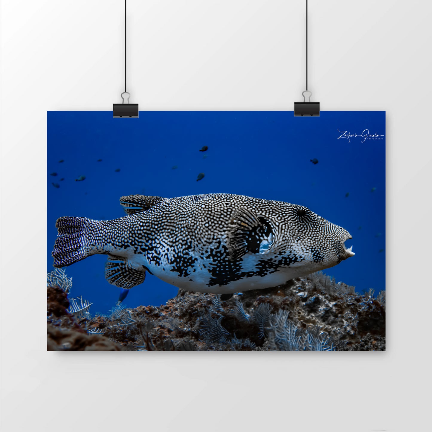 Photo sous-marine de map pufferfish/poisson ballon Mat